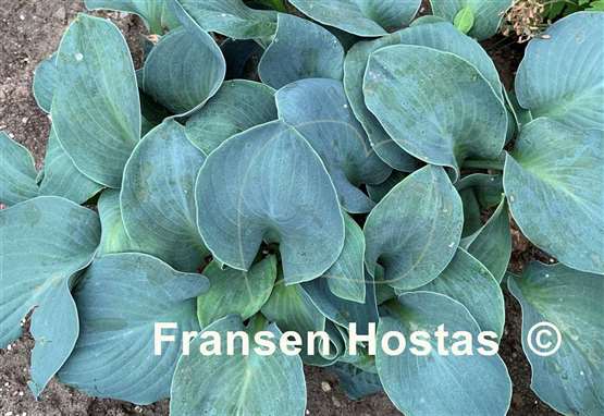 Hosta Silver Bullet